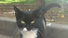 cat