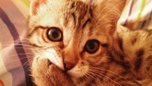 cat