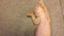 cat