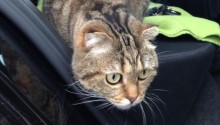 cat