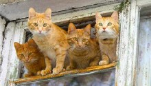 cat