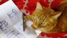 cat