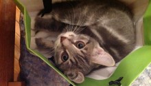 cat