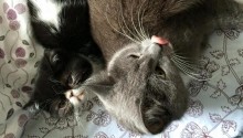 cat