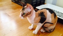 cat