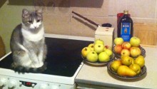 cat