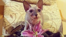 cat