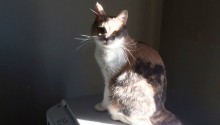 cat