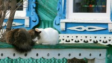 cat