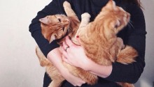 cat