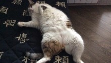 cat