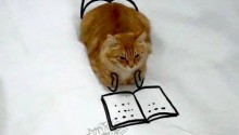 cat