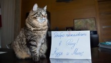 cat