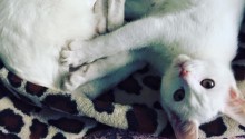 cat