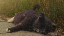 cat