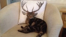 cat