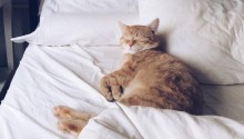 cat