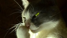 cat