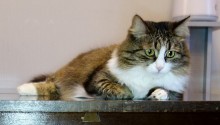 cat