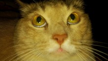 cat