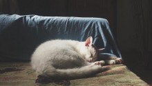 cat