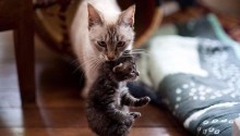 cat