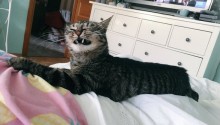 cat