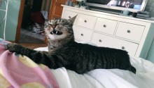 cat