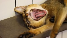 cat