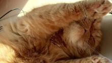 cat
