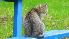 cat