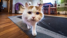 cat