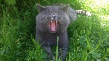 cat