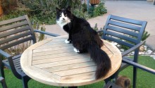 cat