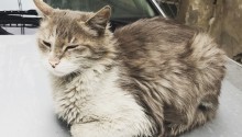 cat