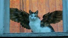 cat