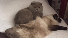 cat