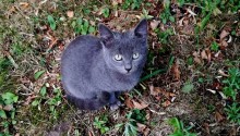 cat