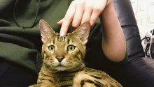 cat