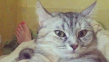 cat