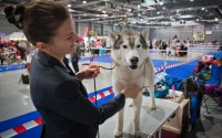 Prague Expo Dog 2014:    