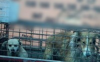 PETA:        (18+)