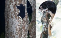 Anomaluridae.    -  