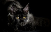    Maine Coon