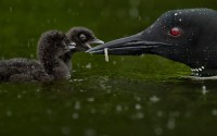  National Geographic