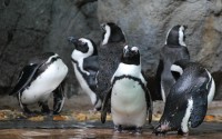 ��������: Singapore Zoo