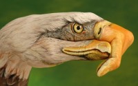 ������� �� ����� �� Guido Daniele