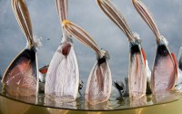 ���������� Wildlife Photographer of the Year-2011
