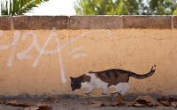 Street-art ���������