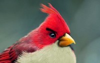 Angry Birds � ��������